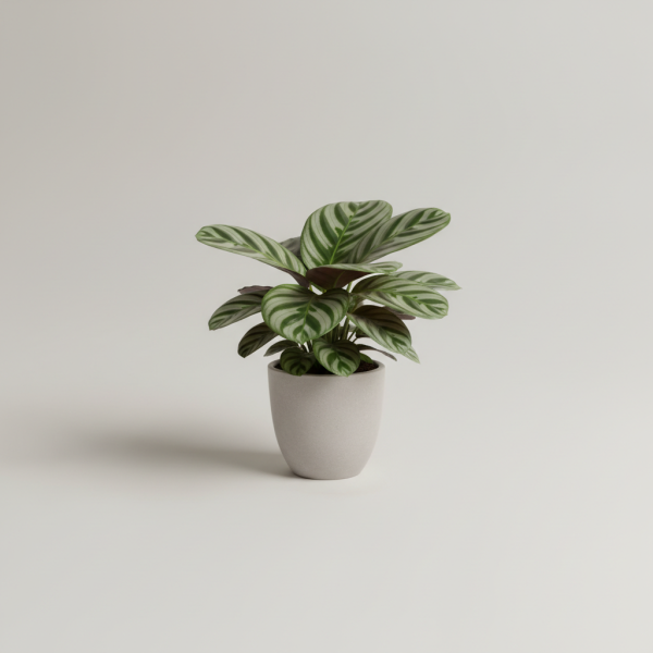 Mini Calathea Orbifolia Desk Plant