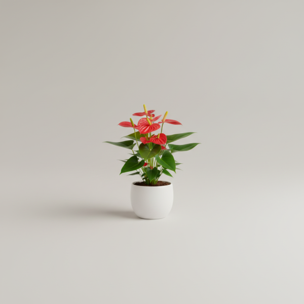 Sunlit Anthurium Mini Bloom