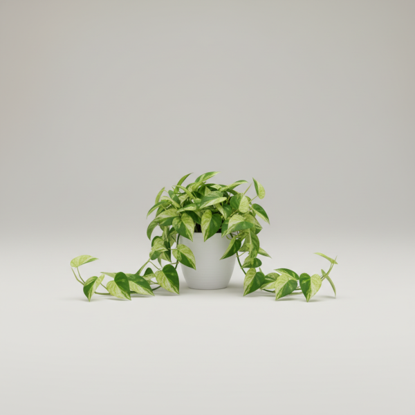 Heritage Jade Pothos Deluxe